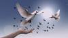WSG expands security studies to focus on peace